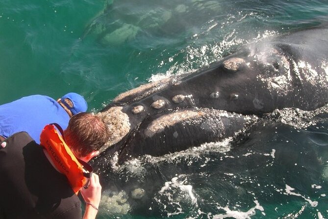 Whale Watching and Winelands Tour