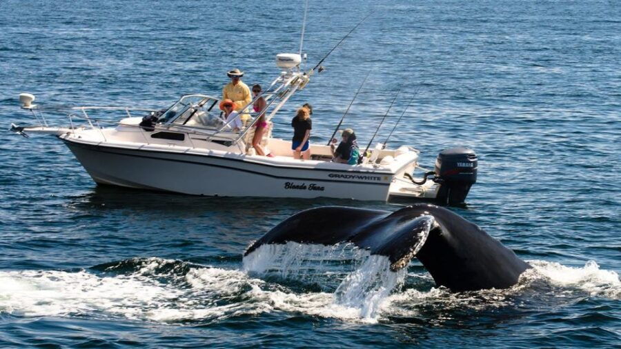 Whale Watching Boat Tour in Trincomalee - Good To Know