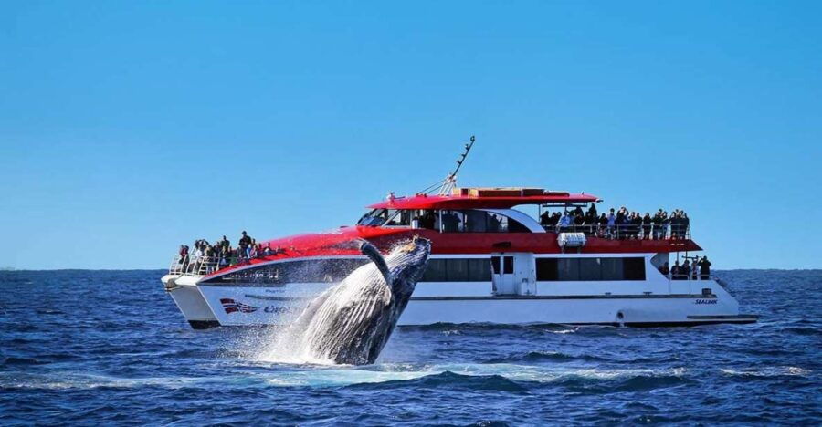 Whale Watching Explorer Cruise - Good To Know