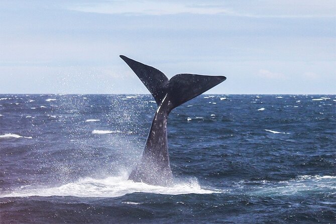 Whale Watching In Hermanus Private Tour - Good To Know