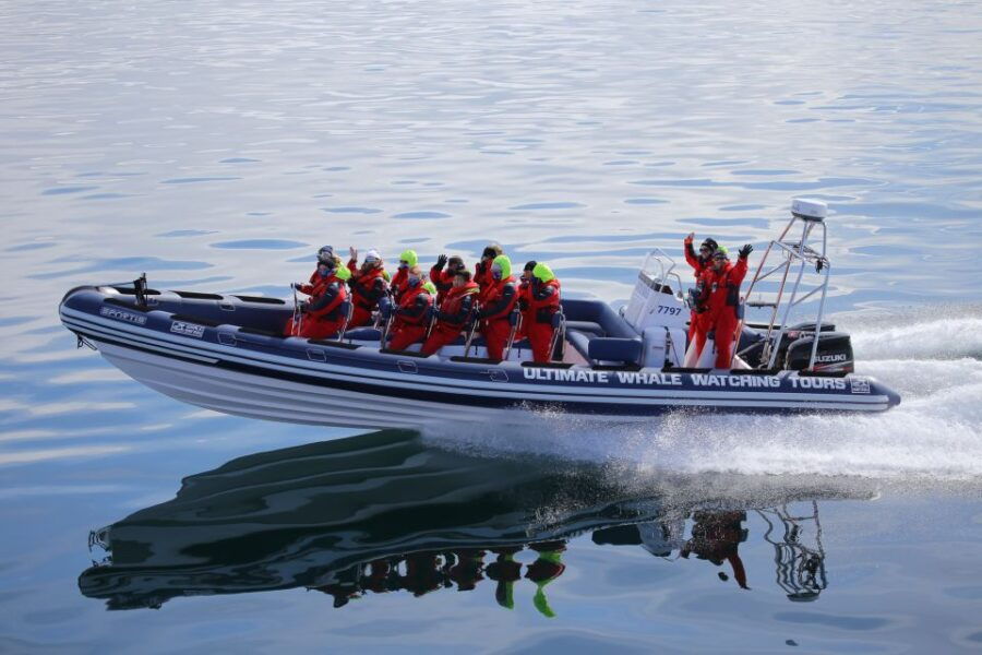 Whale Watching in Reykjavik by Speedboat - Good To Know