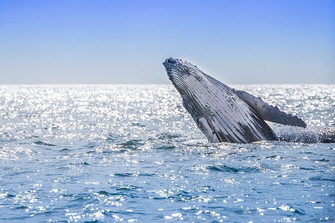 Whale Watching Tour in Samana Bay With Lunch