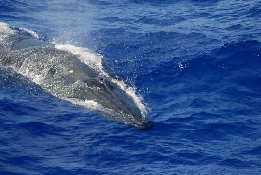 Whales Watching Tour Transfer – Galle, Unawatuna, Ahangama,
