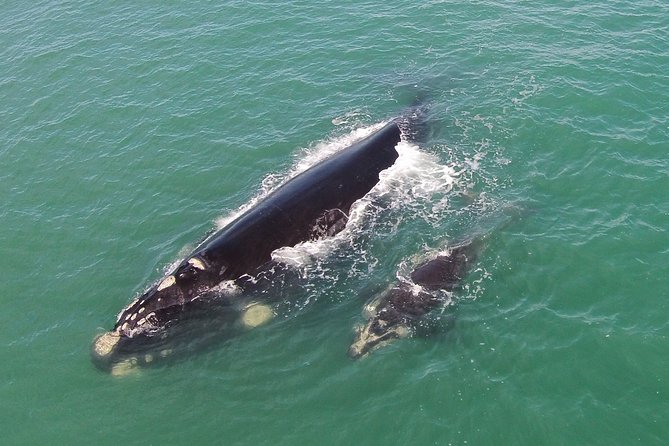 Whaling Search - Whale Watching by Land - Good To Know