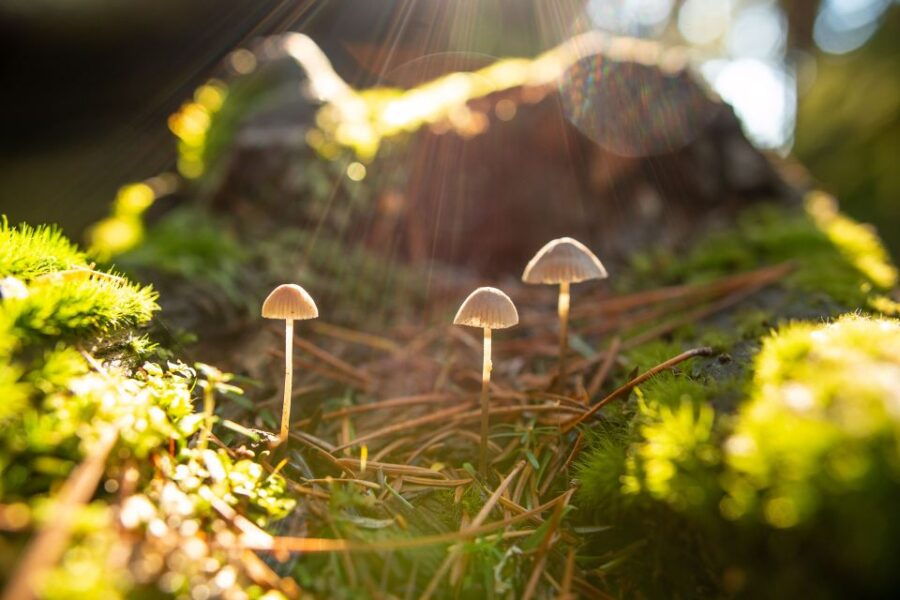 Whistler: Guided Wilderness Hike - Good To Know