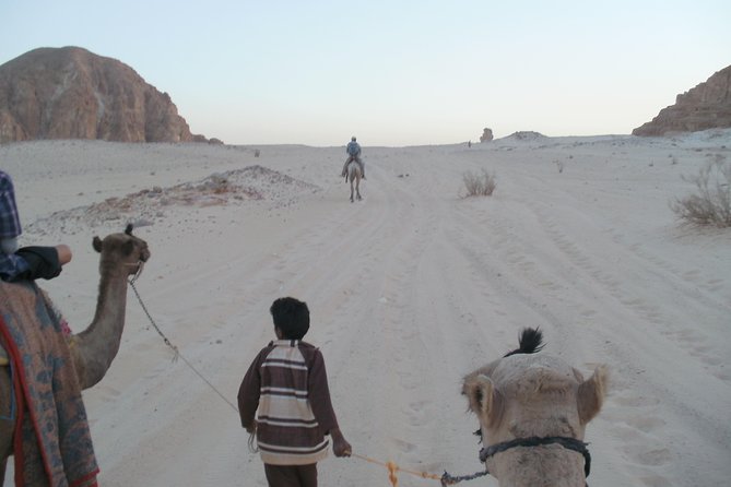 White Canyon 1-Day Camel Safari From Dahab