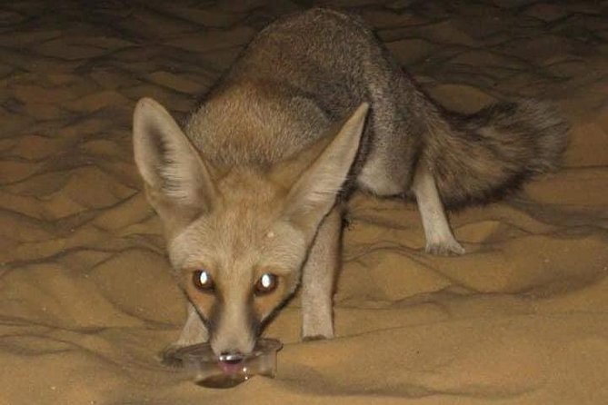 White Desert and Bahariya Oasis Tour From Cairo - Good To Know