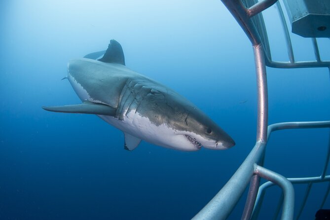 White Shark Cage Full Day Tour in Cape Town - Good To Know