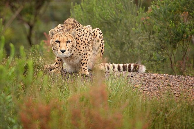 Wild Cat Experience Tour - Good To Know