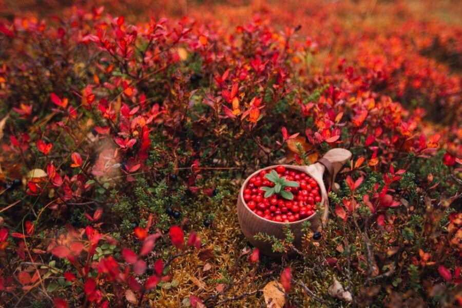 Wild Food & Foraging Hike With Open Fire Lunch in Ivalo