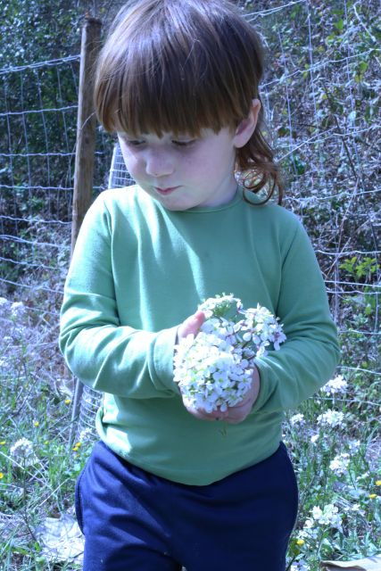 Wild Walk: Discover the Local Wild Flora