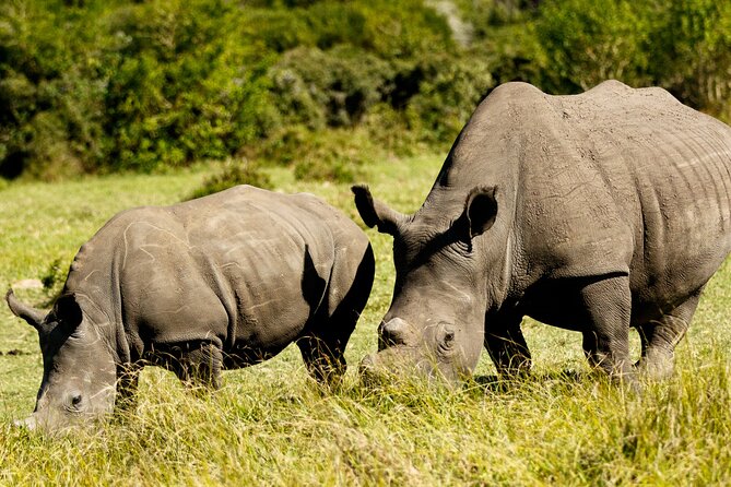 Wild Wonders: Kragga Kamma Game Park From Port Elizabeth