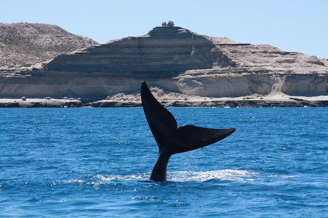 Wildlife Adventure: Peninsula Valdes & Estancia San Lorenzo - Good To Know