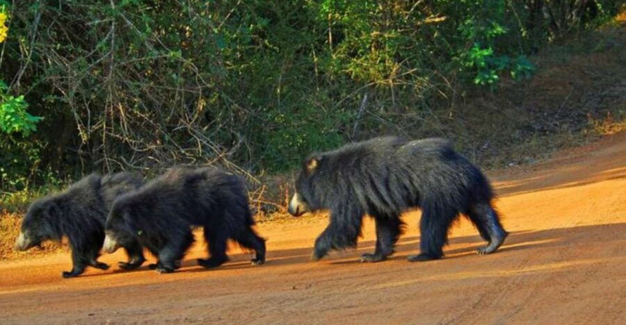 Wildlife and Adventure Expedition Across Sri Lanka in 8 Days - Good To Know