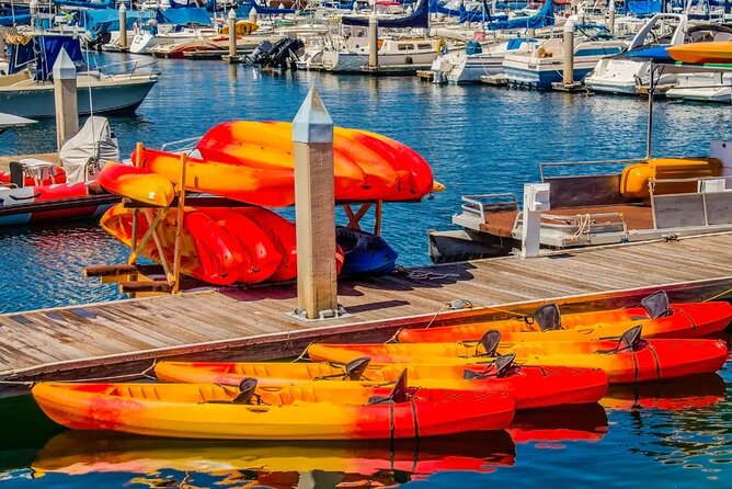Wildlife Kayaking Tour Around Mission Bay