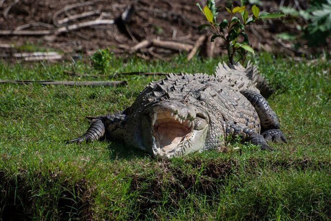 Wildlife Odyssey: Hike in Carara Park & Tarcoles River Adventure - Good To Know