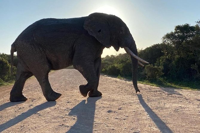 Wildlife Safari in the Garden Route – 4 Days
