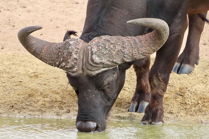 Wildlife Safari, Olive, Beer and Wine Tasting Day Tour From Cape Town - Itinerary Overview