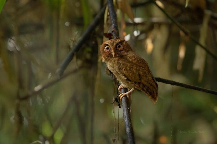Wildlife Tour - Tour Duration and Logistics