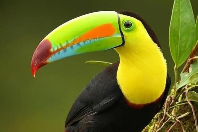 Wildlife Tour in Curicancha