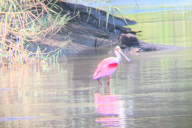 Wildlife Wonderland: Boat Tour in Palo Verde - Tour Overview