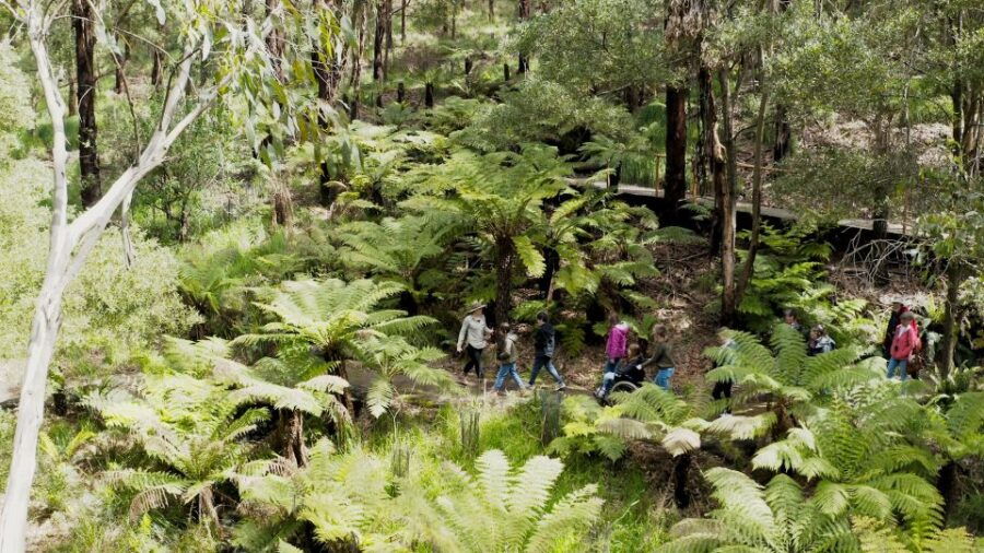 Wildlife Wonders: Great Ocean Road Dawn Discovery Tour