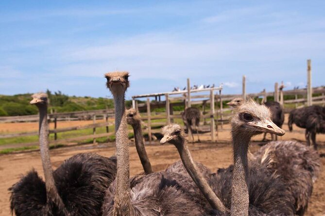 Willemstad Private East Curacao Tour (Feb )
