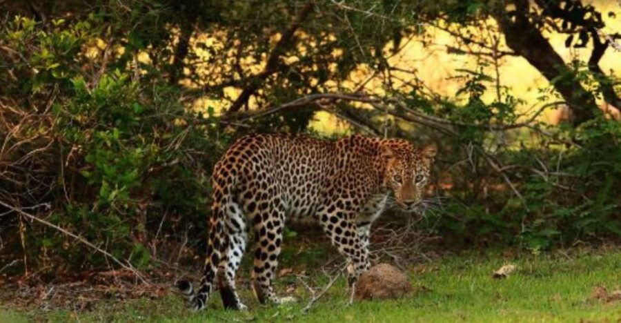 Wilpattu National Park: Morning or Evening Leopard Safari - Good To Know