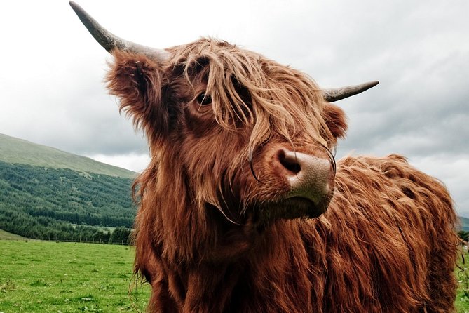Windermere to Ambleside Mini Tour – Includes Stop at Golden Rule