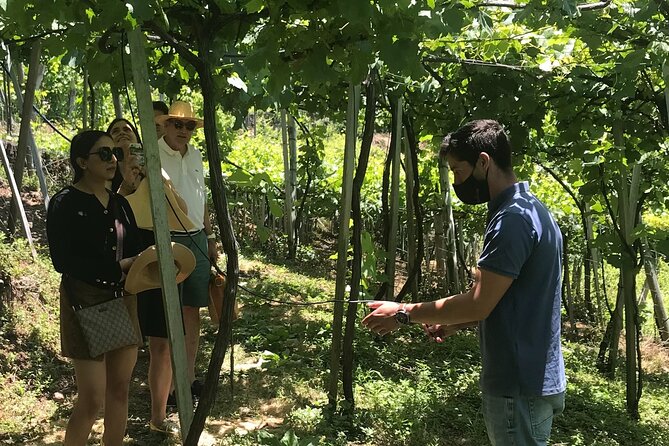 Wine Day Tour & Lunch in the Vineyard
