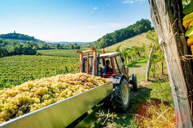 Wine Tasting and Dinner in Franciacorta Winery