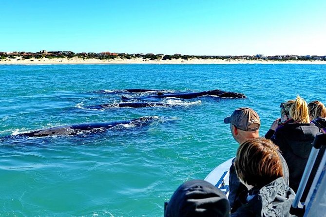 Wine-Tasting and Whale-Watching Tour From Cape Town
