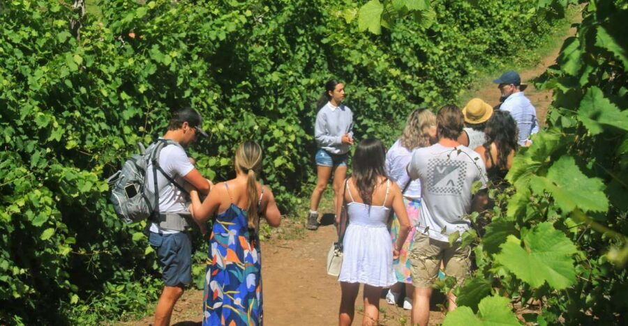 Wine Tasting Journey & Cabo Girão’s Breathtaking Sea Cliffs