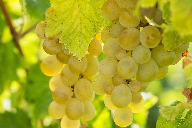 Wine Tour, Discovering the Famous Setúbal Moscatel - Good To Know