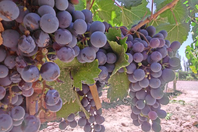 Wine Tour With Lunch From Mendoza