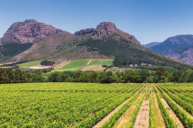 Wineland Wonders: Cape Town's Exquisite Journey - Good To Know
