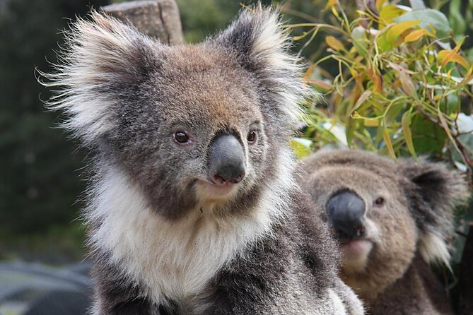 Wings Wildlife Park and Scenic Tour
