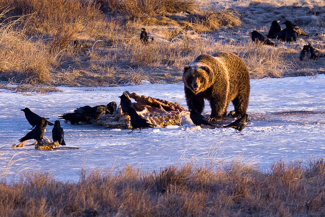 Winter in Yellowstone Photography Tour