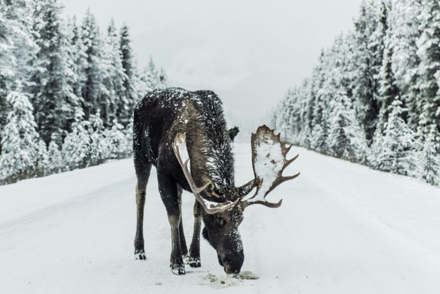 [Winter]Banff,JohnstonCanyon & LakeMinnewanka Full Day Tour - Booking and Reservation Details