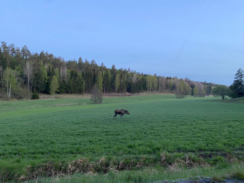 Wolf and Wildlife Tracking in Sweden