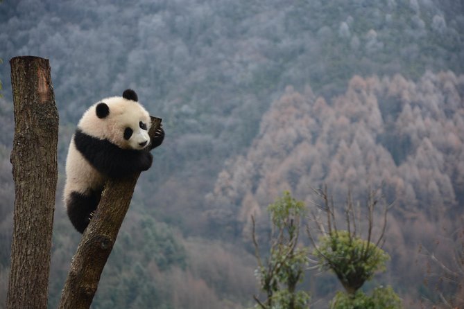 Wolong Panda Base Private Day Tour Optional Volunteering - Good To Know