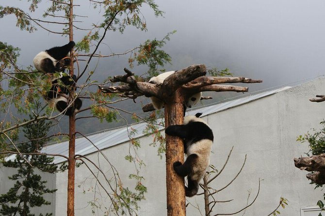 Wolong Panda Base Volunteering Program From Chengdu