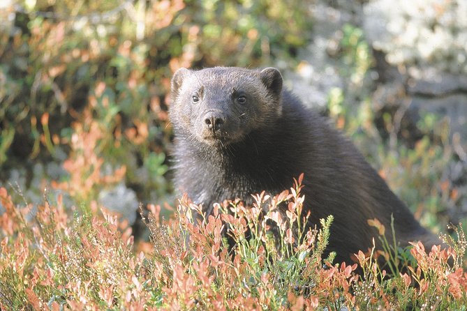 Wolverine Photography in Summer - Good To Know