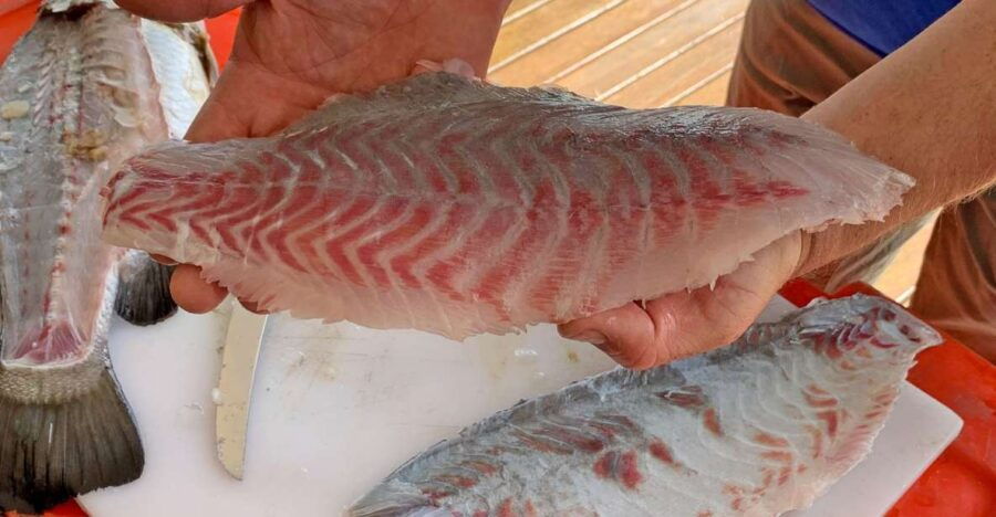 Wonga: Guided Fishing, Farming and Tasting Tour