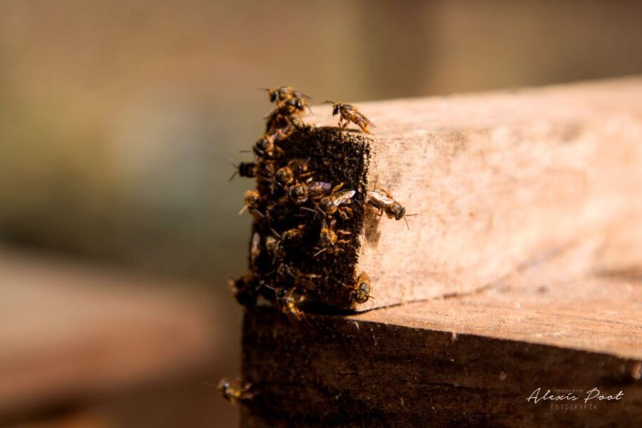 Xkopek, Mayan Bees Tour and Honey Tasting in Valladolid - Activity Details