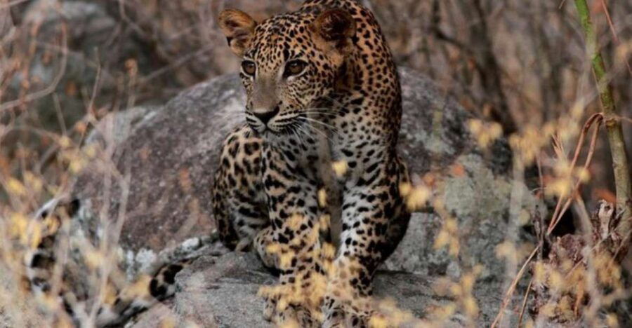 Yala Adventure: All-Inclusive Safari With Campsite Lunch - Good To Know