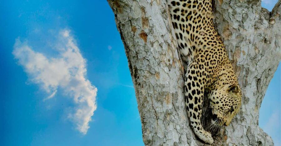 Yala Full Day Safari Tour (12h) Including Lunch & Breakfast - Good To Know