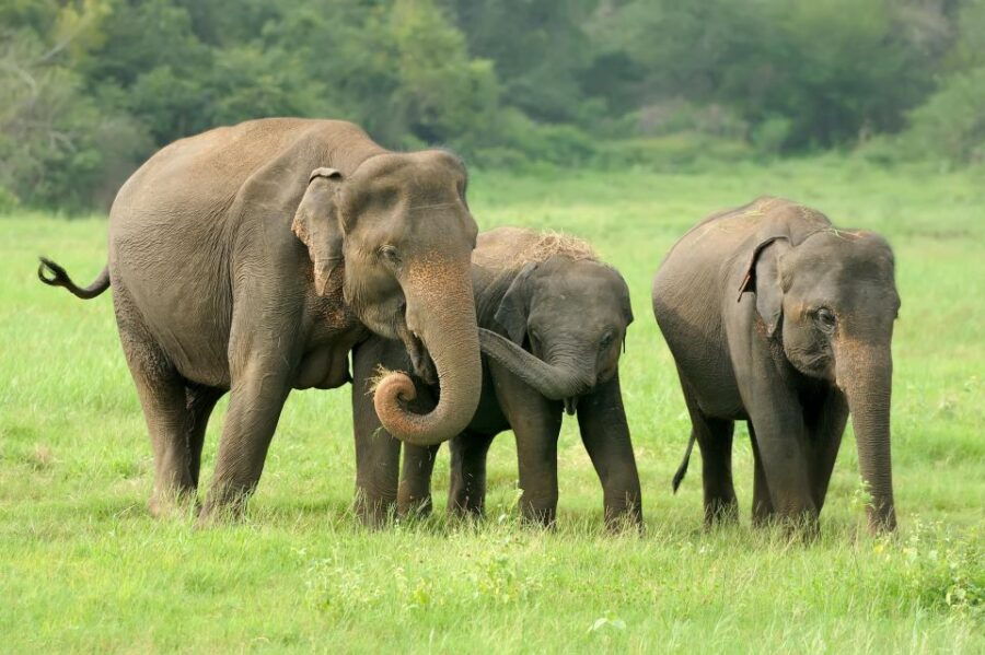 Yala National Park & Birds Park From Galle/Weligama/Mirissa