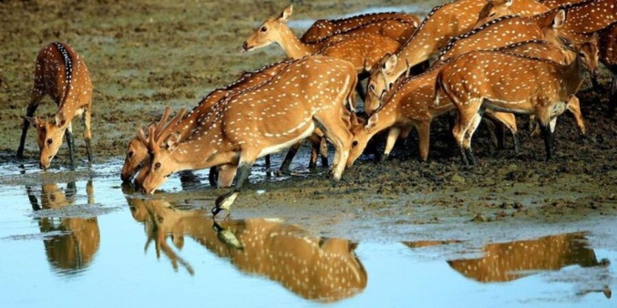 Yala National Park: Half Day Safari From Hambantota Harbor - Good To Know