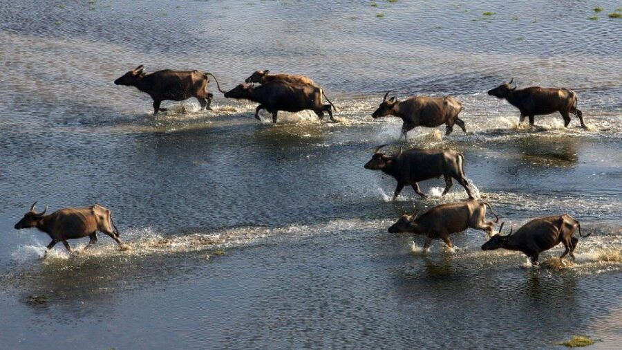 Yala National Park: Leopard Safari Day Tour From Colombo - Good To Know